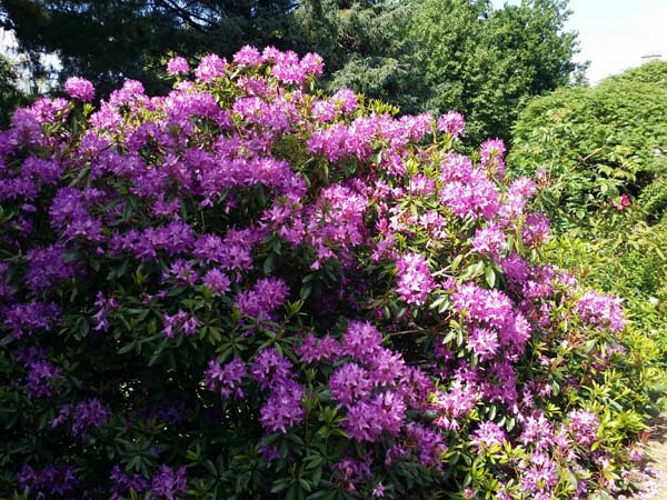 rhododendrons